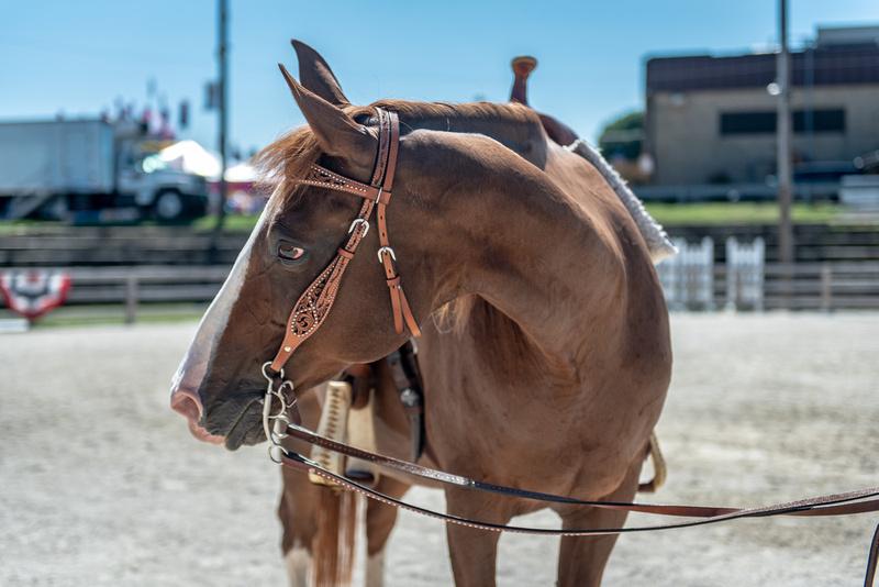 Carroll County 4H Horse Project University of Maryland Extension